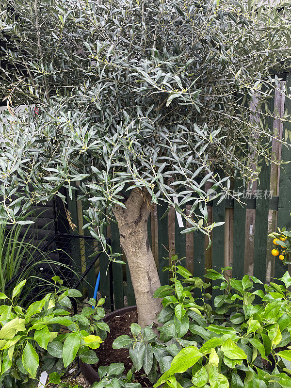 古老的坚硬的意大利橄榄树(Olea Europa)在地中海风格的花园花盆中生长，种植成熟的橄榄树